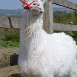 Sponsor Phoebe today - Image 5