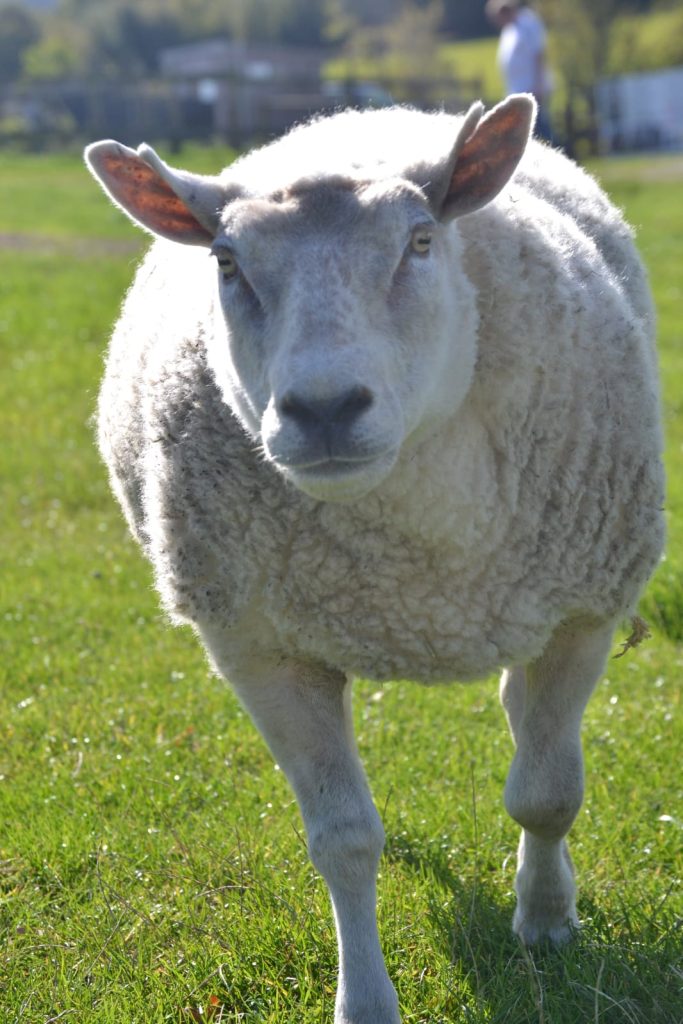 Sheep Dave